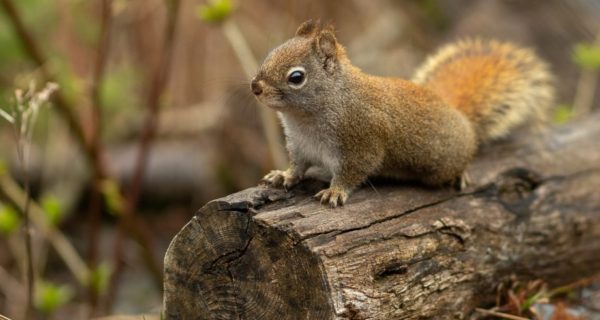 In Love with Squirrels: A Review of M.I. McAllister’s “The Mistmantle Chronicles”