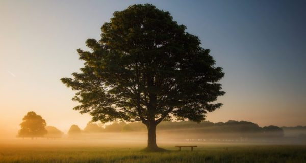 Heart of Oak