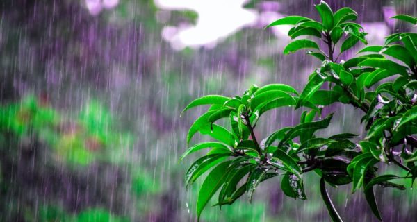 Rain