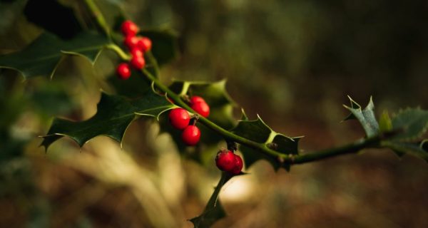 The Legend of Holly Claus: A Book Review