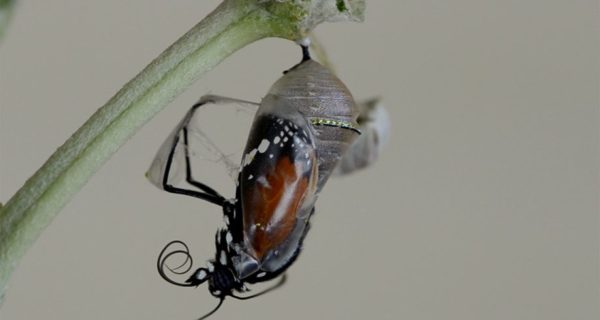 Chrysalis: A Free-Verse Poem for Lent