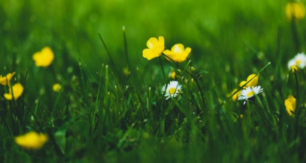 Stabbed by Joy: Ode to the Return of the Prodigal Color, Come Springtime