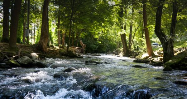 Dreams of Fairfield Creek: A Memoir of a Maryland Childhood