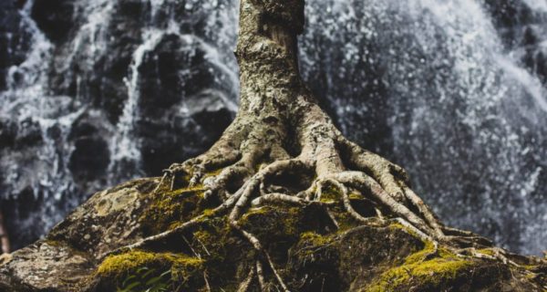 Connecting with a Tree