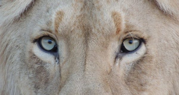 Narnian Eyes: A Sonnet Sequence