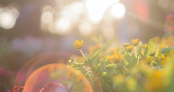 Come, My Love: An Analysis of Thomas Merton’s Mystical Poem "Pass Through My Will"