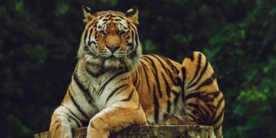 Tiger sitting on tree trunk