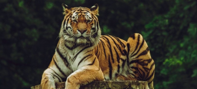 Tiger sitting on tree trunk