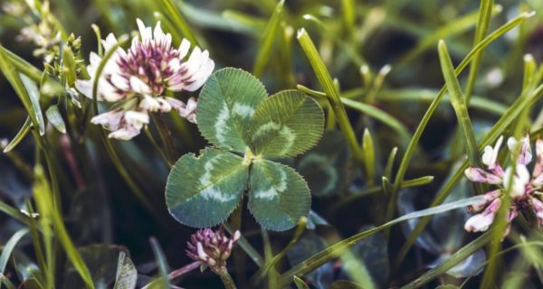 The Story of the Shamrock