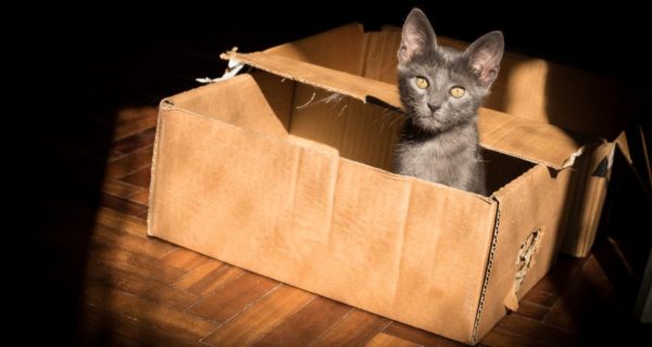 Moses: The Saga of a Little Russian Blue in Grey
