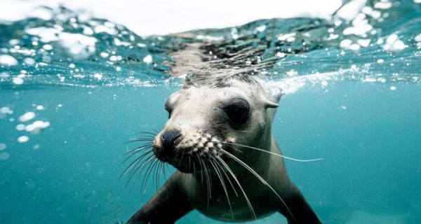 Home Reclaimed: A Selkie’s Return