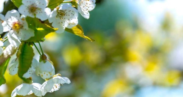 Eve of May