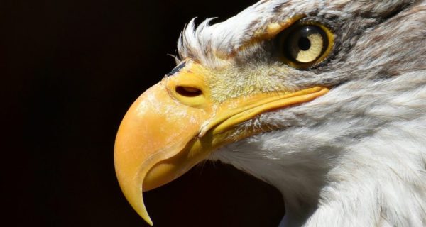 Pilgrim Eagle: A Review of Charles A. Coulombe’s History Text “Puritan’s Empire”