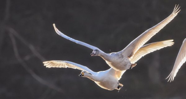 The Song of White Swan Flying