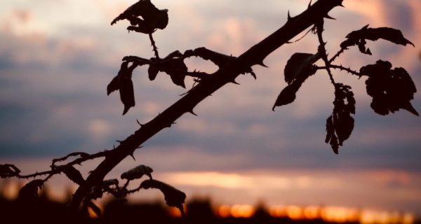 A Thorn