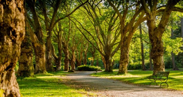 Of the Trees