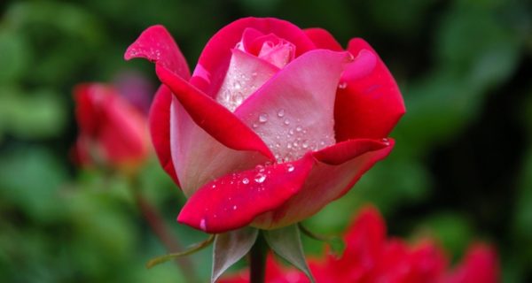 Rose and Hyacinth