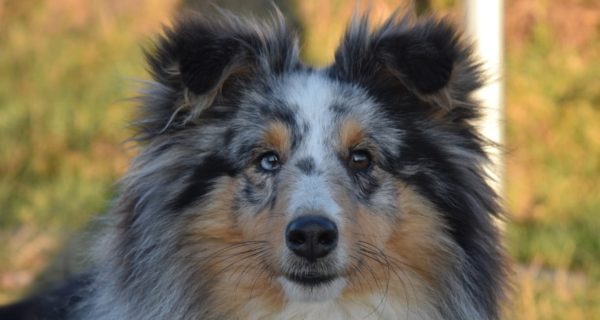 The Tilt of His Ears: An Anne of Green Gables Story
