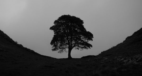 The Oak King