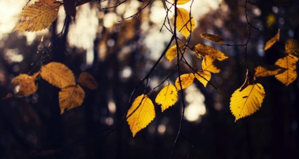 Whispers of the Autumn Court