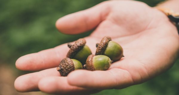 Acorns Away!