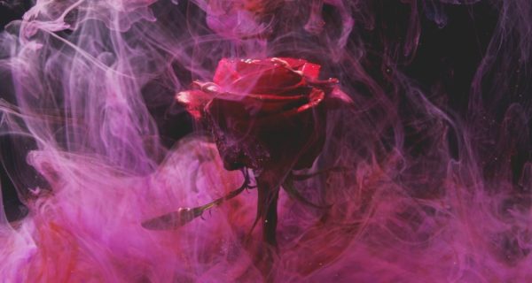 Rose Day: A Harry Potter Story