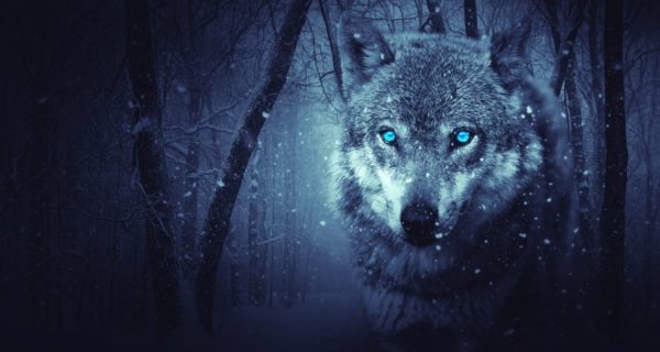 Wolf of Darkness