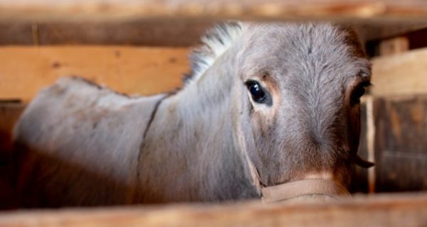 What the Donkey Saw