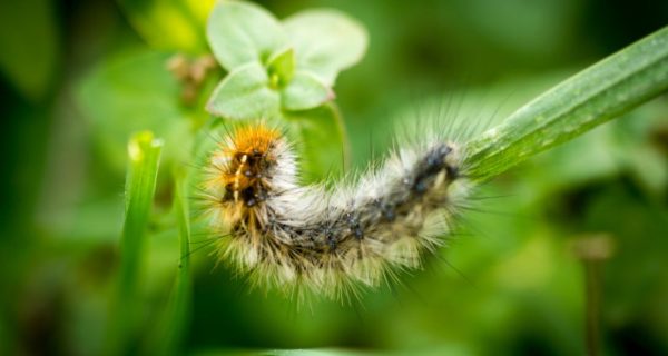 Brady the Worm: A Lenten Fable