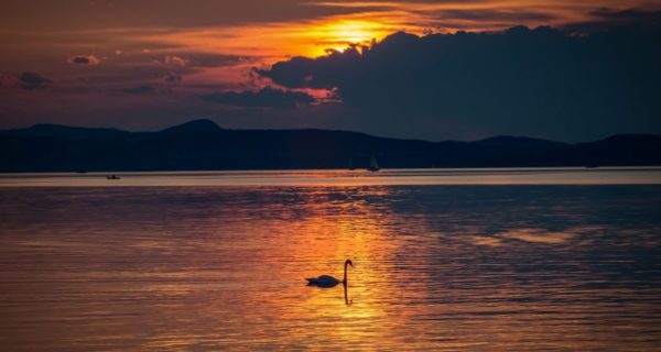 Swan and Dragon