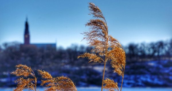 The Willows Are Calling