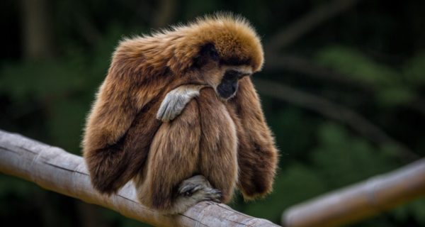 Intelligent Design Exists: A Summary of the Argument in “Darwin’s Black Box”
