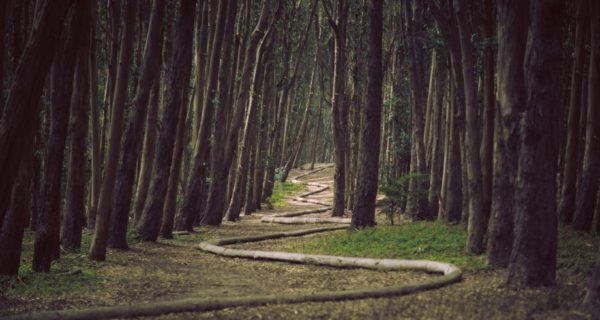 The Wood Between the Worlds: A Chronicles of Narnia Story