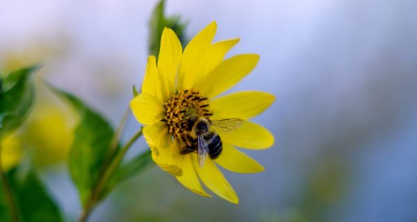 Honeybee: Chapter 3