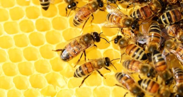 You Can Tell the Bees Anything