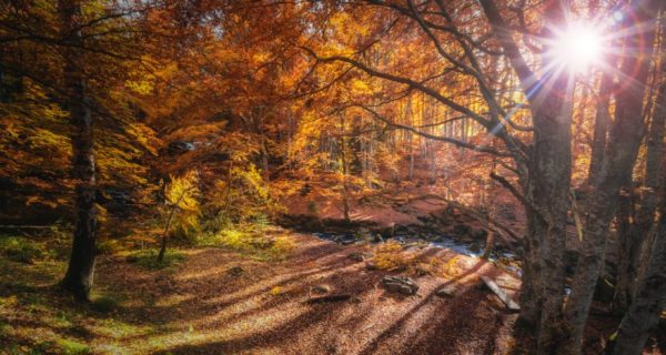 It Was Autumn Then, Too: A Robin Hood Story