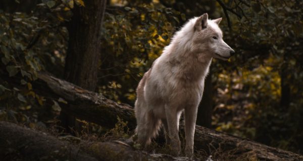 The Wolf and the Apples