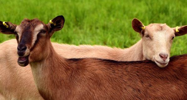 The Goats of Deceit: A Doctor Who Story