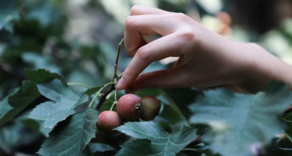 The Battle of the Oak and Holly Kings