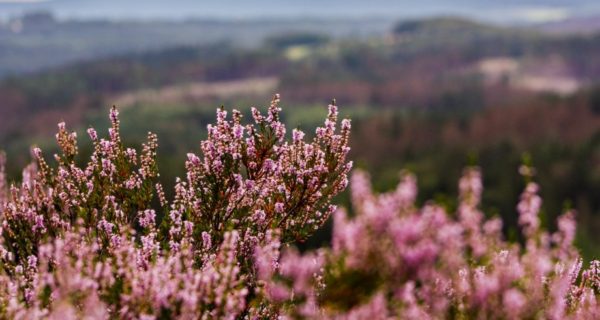 Scottish Plant Lore