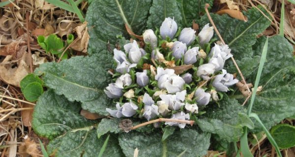 Mandrakes