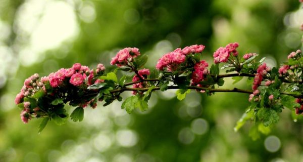 The Hawthorn Tree