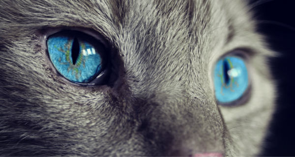 House Cat: A Phantom of the Opera Story