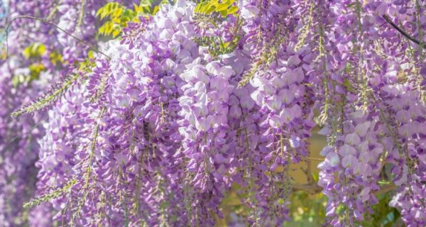Wisteria, Ivy, and Grapes