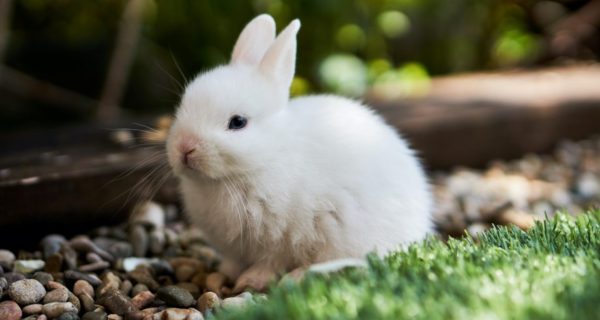 Beebo and the Bunny: A Lord of the Rings Story