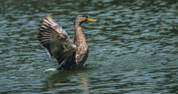A Wild Duck on the Thames