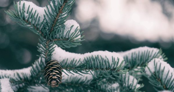 Spirit of Yule: A Historical Overview of the Pagan Tradition