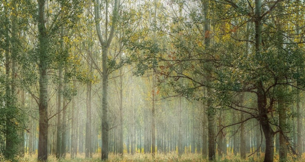 Shadow of Sherwood: A Robin Hood Poem