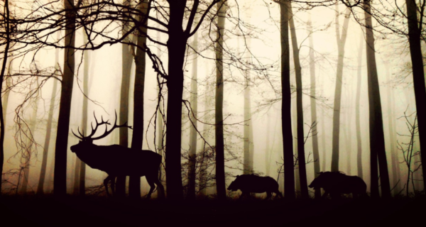 The Phantom Wood