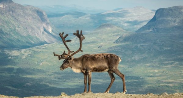 Of Stone, Antler, and Bone: Traditional Brythonic Shamanism and the Deer Mother 